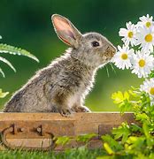 Image result for Cat Sniffing Rabbit