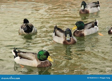 A Group of Ducks in Livestock Farms Stock Photo - Image of pleasure ...