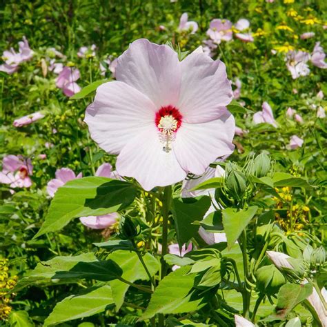 Hibiscus Moscheutos Luna White Seeds – Hardy Hibiscus Small Bush ...