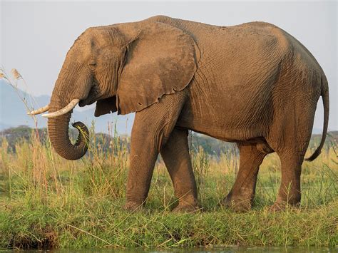 Image result for Elephant Toothpasste Exploding