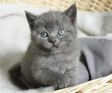 BKH Zucht - Informationen zur Zucht von Britisch Kurzhaar Katzen