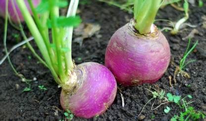 MYLAWN White Purple Top Turnip/Shalgam Seed Price in India - Buy MYLAWN ...