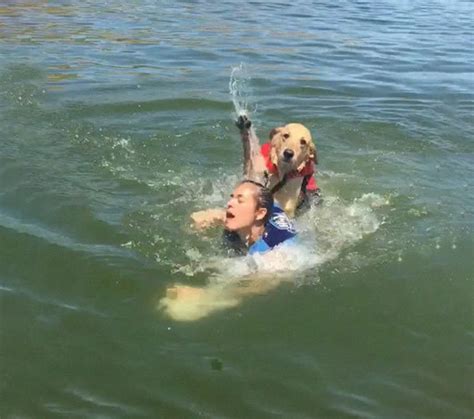 狗狗游泳太兴奋，竟把主人妹妹按在水里整整5秒，主人看了都发笑_娱乐频道_中华网