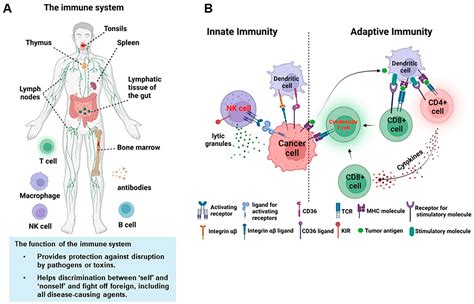 Immune System Function 的图像结果