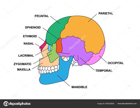 Cranial Sacral Certification - prntbl.concejomunicipaldechinu.gov.co