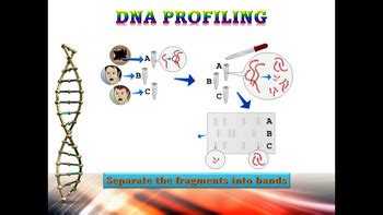 DNA Profiling 的图像结果