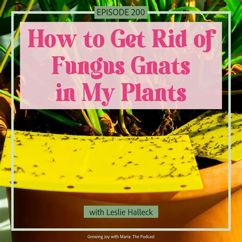 Do Gnats Live In House Plants at Flynn Barney blog