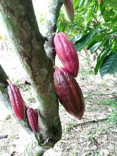 Cocoa Diseases - Dataset Ninja