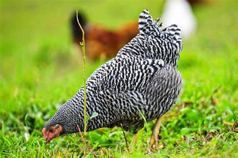 Barred Rock Chicken: Breed Profile, Facts & Pictures
