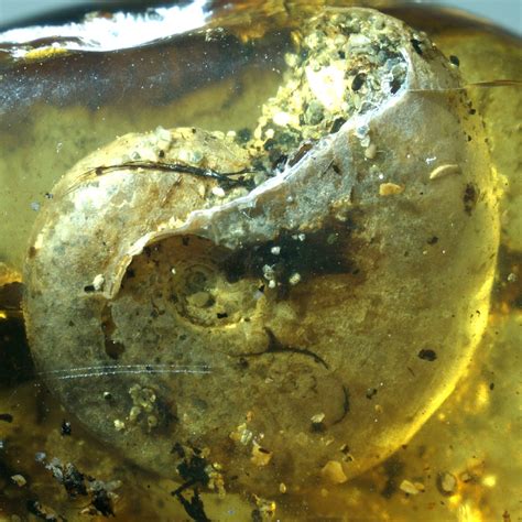 How amber creates exquisite fossils