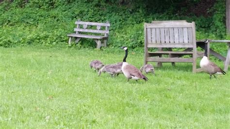 CORTLAND COUNTY SPCA - Cortland NY - Hours, Directions, Reviews ...