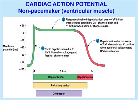 PPT - Cardiovascular Pharmacology Antiarrhythmic drugs Drugs in heart ...