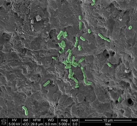 SEM and TEM images of the as-prepared ZIF-67 (a, b) and Co 0.33 Ni 0.67 ...