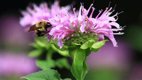15 Reasons Native Bee Balm Deserves A Spot In Your Garden (And How To ...
