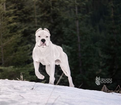 Argentine Dogo Puppies For Sale | Brush Prairie, WA #309884