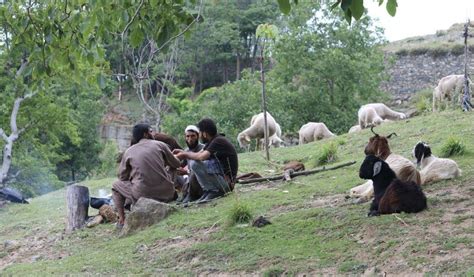 A Culture of Indifference: What the Bakarwals of Jammu and Kashmir ...
