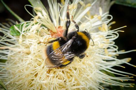Unveiling the Unique Charm: Native Bees vs European Bees in Australia
