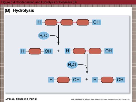 Dehydration Vs Hydrolysis