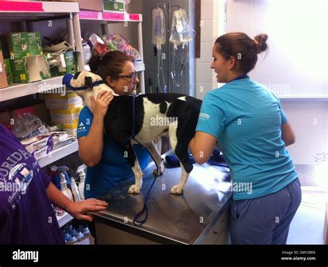 Dr. Melissa Newman, right, is a veterinarian volunteering at an animal ...