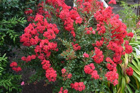 Dwarf Crepe Myrtle Varieties