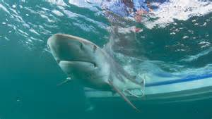 Florida shark attacks mostly happen here. Where they're biting