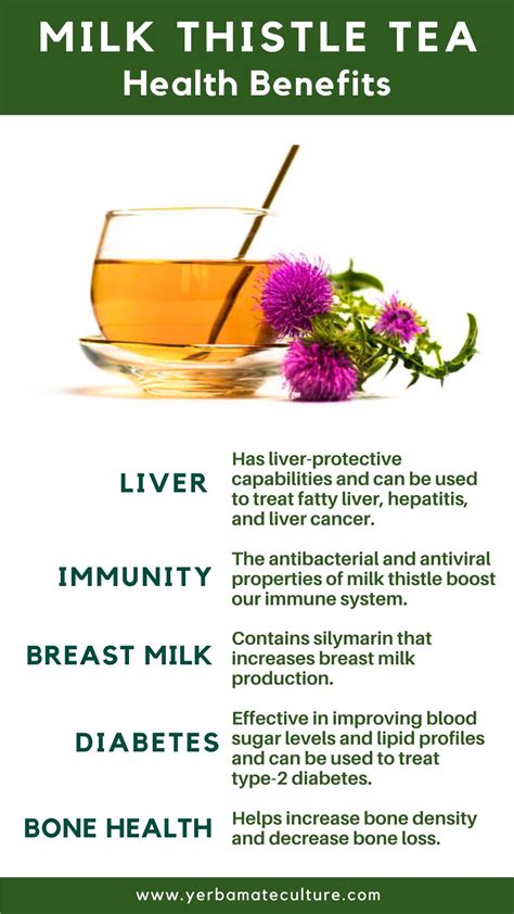 Milk Thistle Tea - Health Benefits, Side Effects & How to Make It