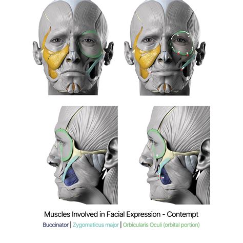 Facial expression - Contempt | Anatomy.app