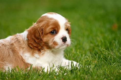 How To Potty Train A Cavalier King Charles Spaniel at Francis Manley blog