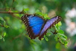 Image result for Bunnies and Butterflies