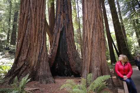 777-year-old tree is a babe in Muir Woods