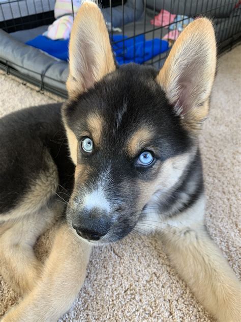 German shepherd husky mix – Artofit