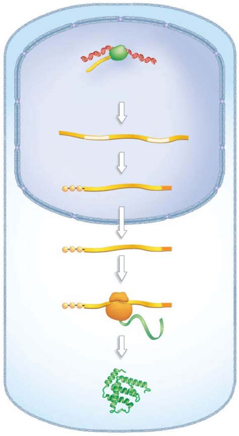 Image result for Cell Stage Gene Expression