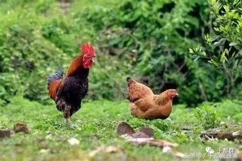 Image result for Ai Prompts for Java Coding