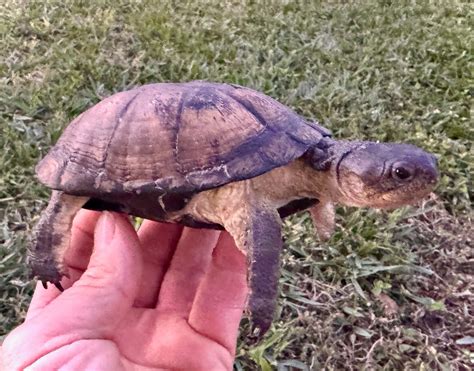 Image result for Dwarf Turtle