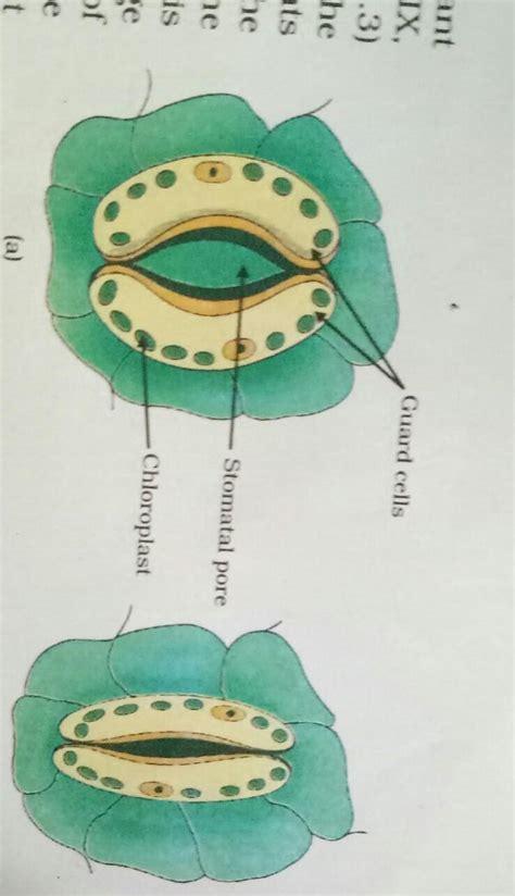 draw schematic diagram to show the opening and closing of stomata ...