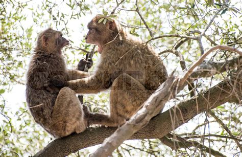 Monkey Fighting Python 的图像结果