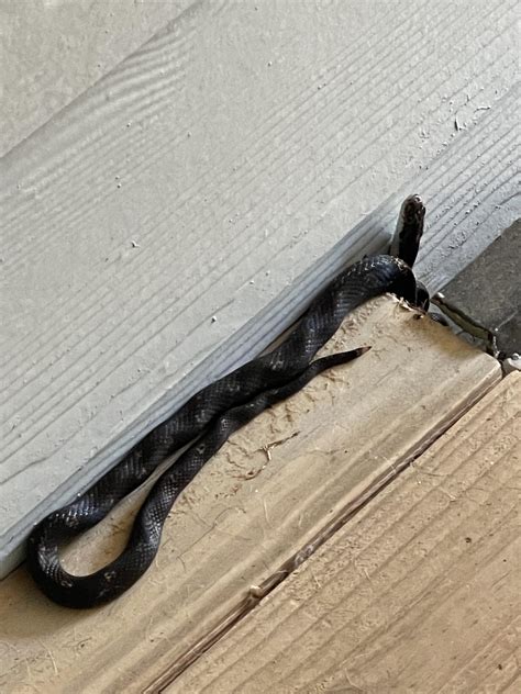 Is this snake venomous? : r/snakes