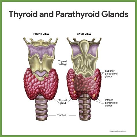 Thyroid And Parathyroid Gland
