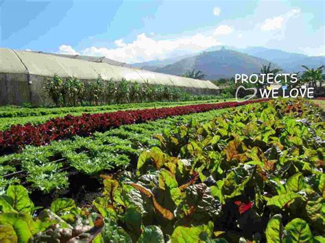 Local Farming 的图像结果