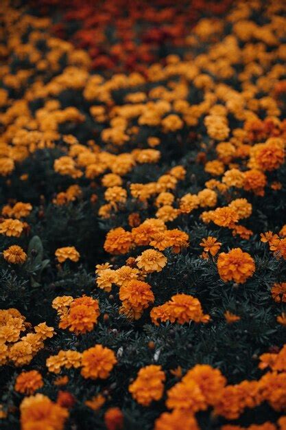 Lots of bright orange autumn flowers growing in the garden natural and ...