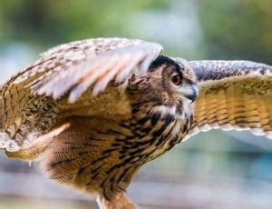 Image result for HTML Introduction Designs