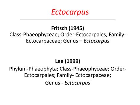 Ectocarpus Life Cycle Ppt
