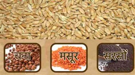 गेहूं, चना, मसूर एवं सरसों की सरकारी खरीद के लिए पंजीयन का आज आखरी दिन