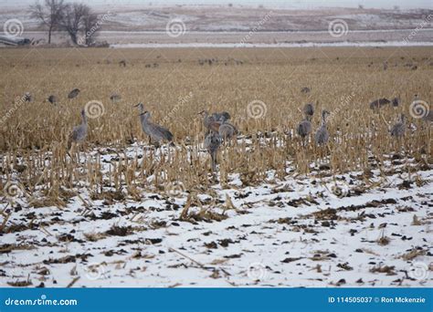 Sandhill Crane Migration stock image. Image of river - 114505037 - migration of sandhill cranes