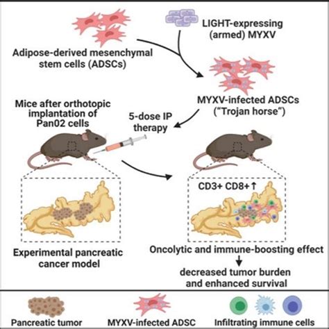 Myxoma Virus Expressing LIGHT (TNFSF14) Pre-Loaded into Adipose-Derived ...