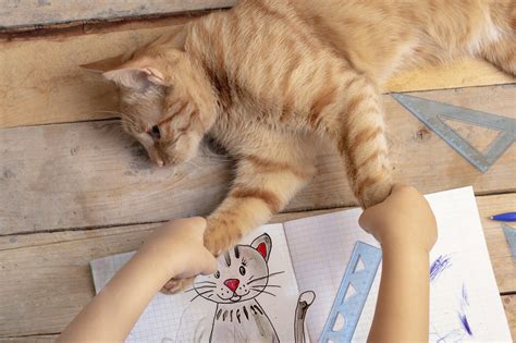 Image result for Cat Drawing Tutorial