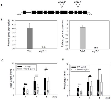Exploring the Effects of Diluted Plasma-Activated Water (PAW) on ...