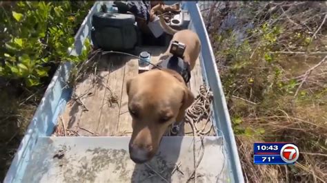 Image result for Python Hunting Dogs