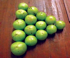 Aonla can be propagated by seeds but the plants will not be true-to ...