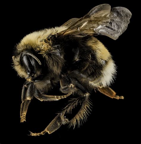 Western Bumble Bee | Species Conservation
